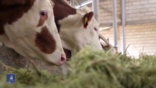 Скотоводство в Дилижане: новые меры господдержки для хозяйств Тавуша