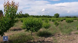 Фермеры Дилижана получают кредиты под 0% по новой госпрограмме